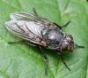 Pollenia sp.